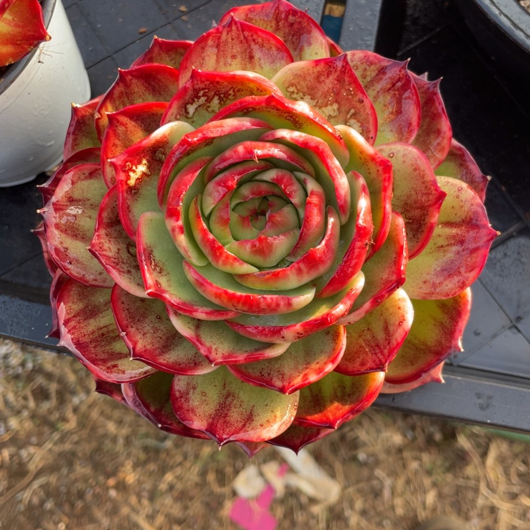 惊鸿仙子瑕疵福利