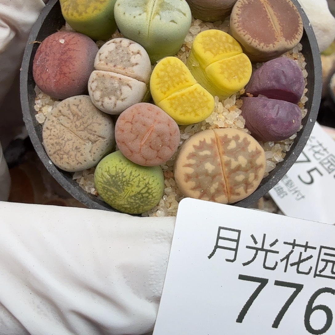 这个点睡起来都会776不