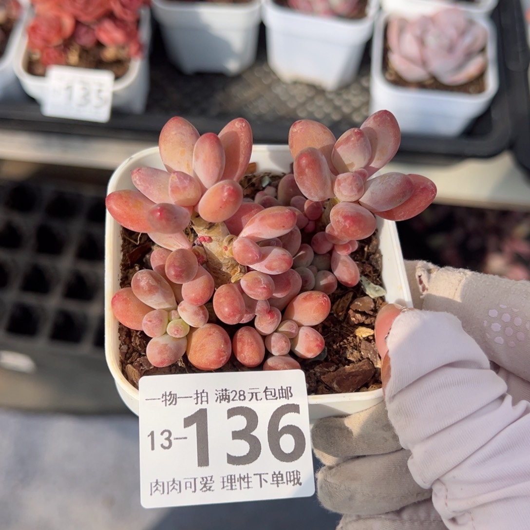 樱花奶多肉多多肉多肉多肉多肉