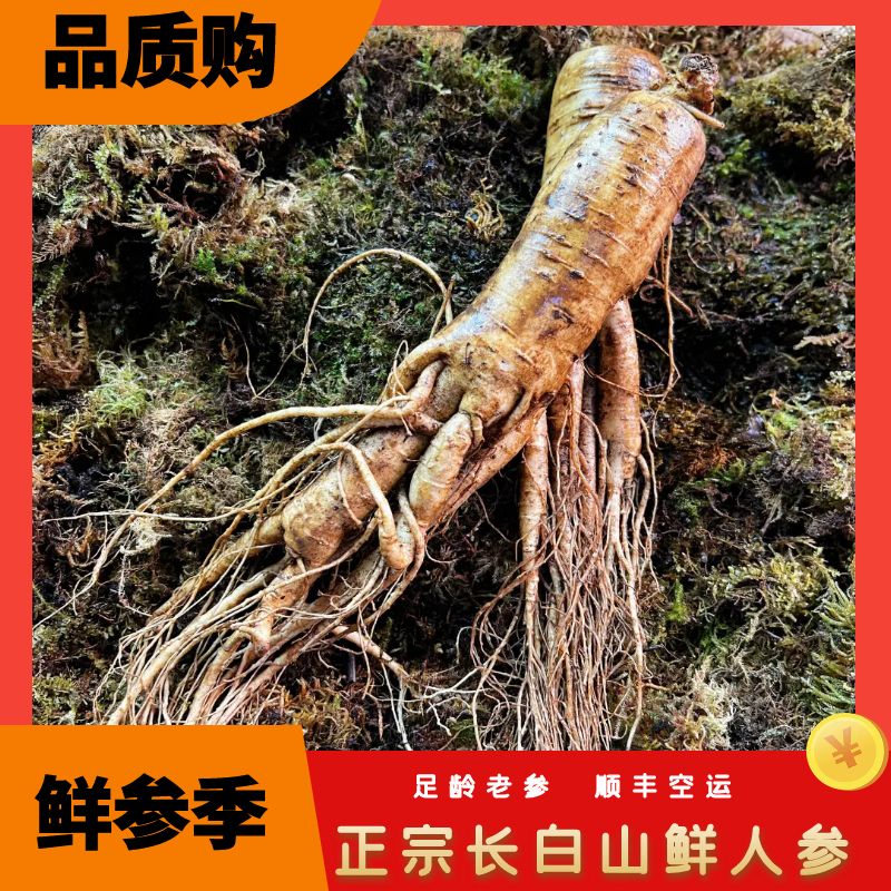 单支长白山产地直发新鲜带土人参鲜参适合煲汤滋补长白山鲜人参