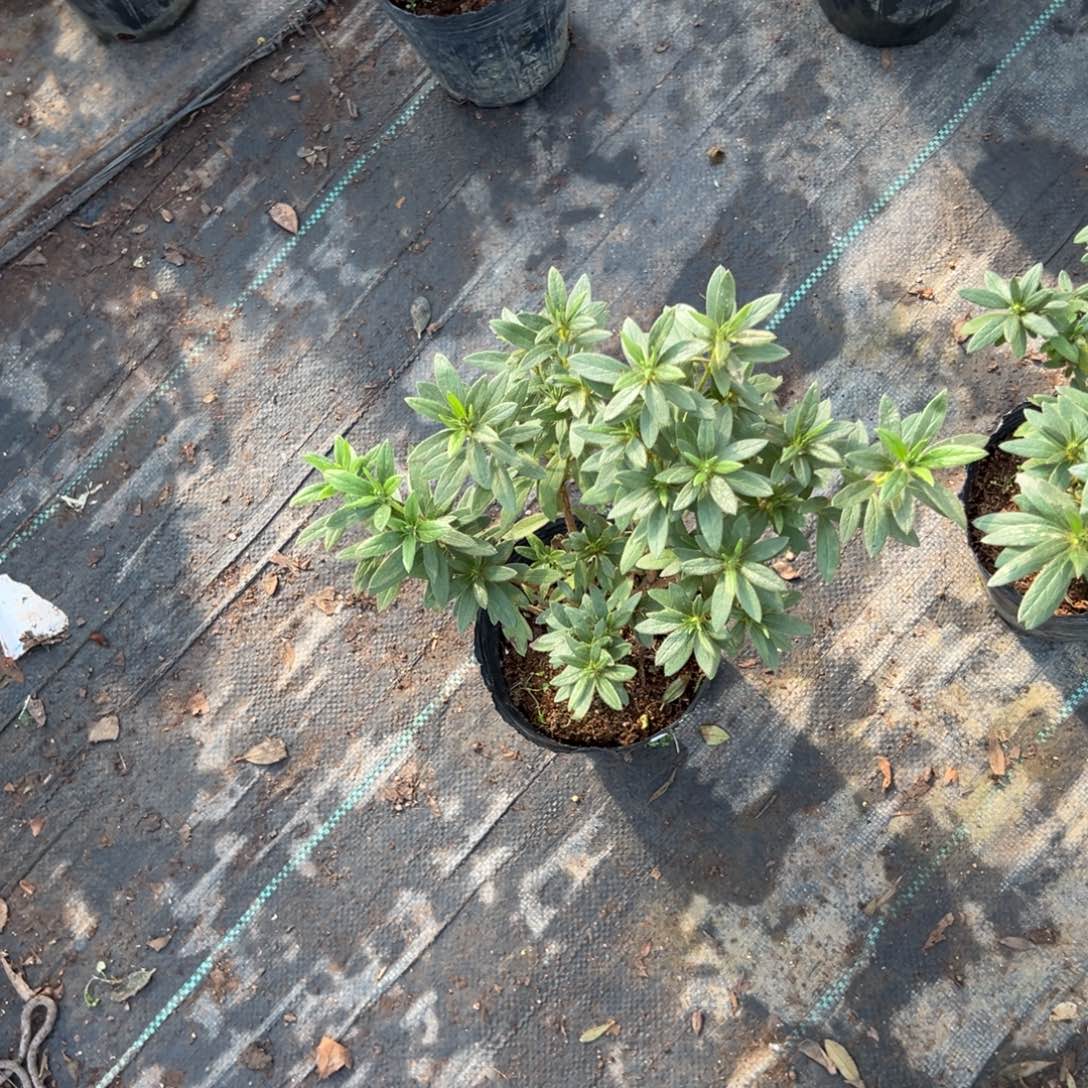 蓝***情完全开放岸牡丹杜鹃花