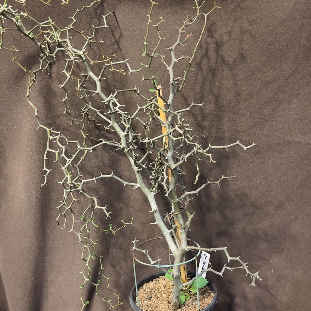 汤圆植物9065原价580