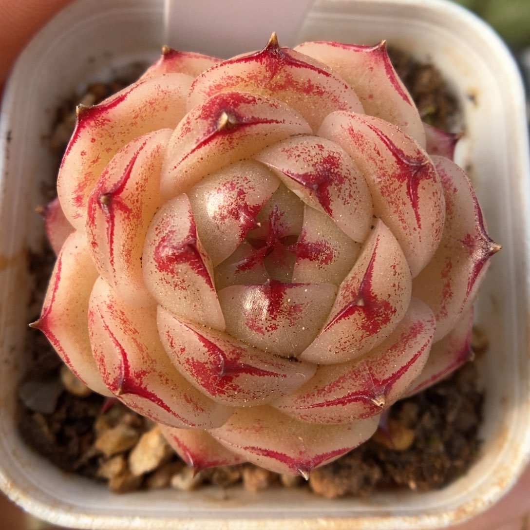 定繁边线麦秆378号。