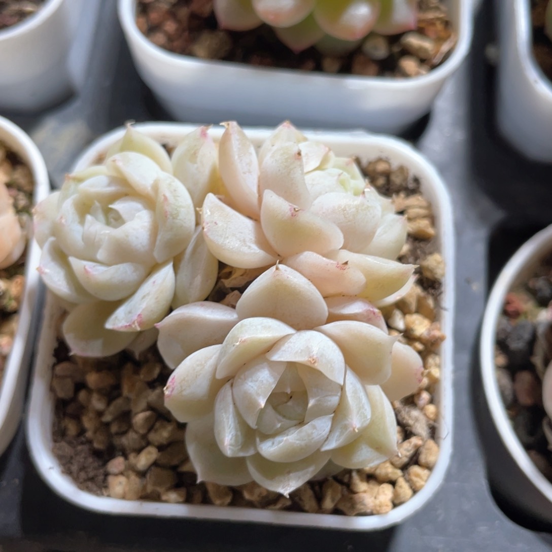 优选白包子女王1648