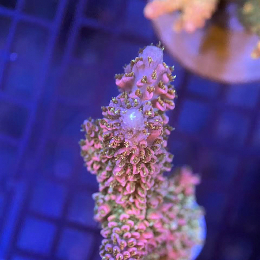 海水生物 直播选货 请勿自助下单无效