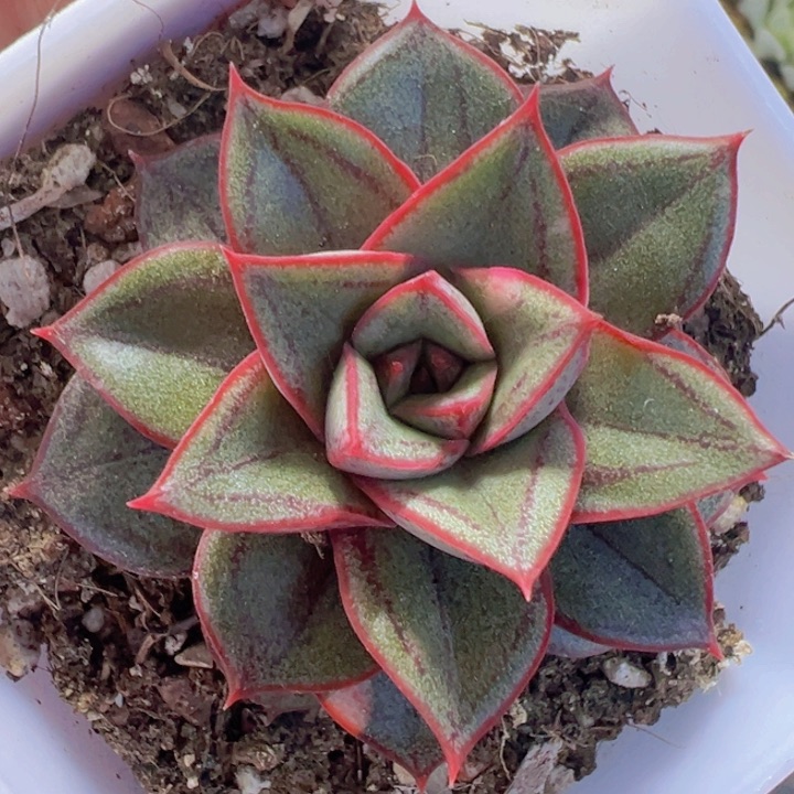 麒麟座锦精品多肉植物