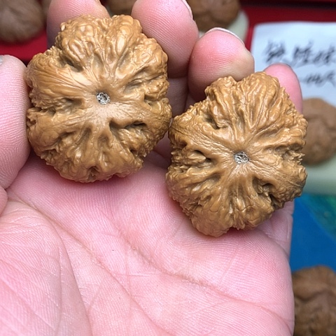 文玩核桃把件科*宽39尺野生霸王龙