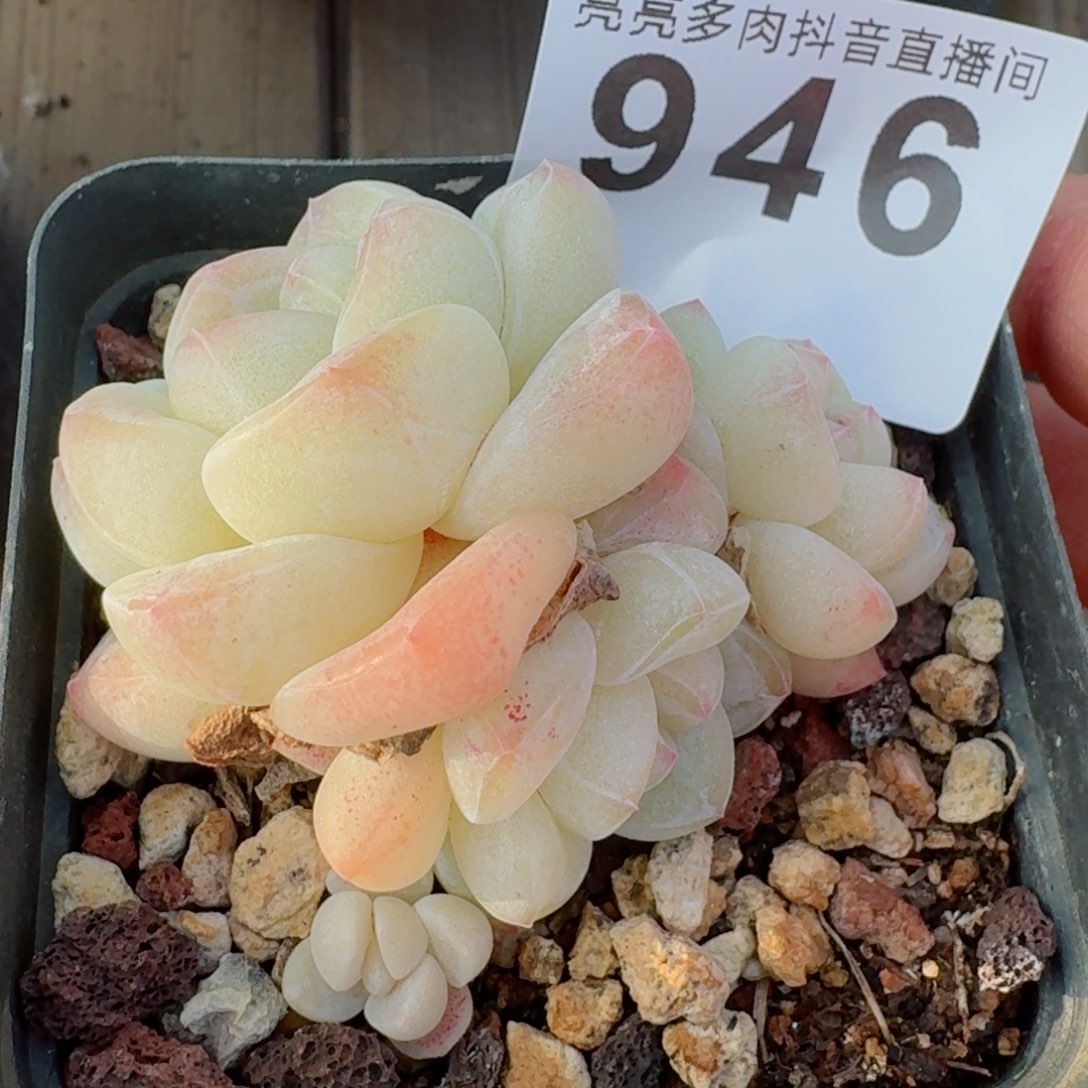 秒         精品多肉