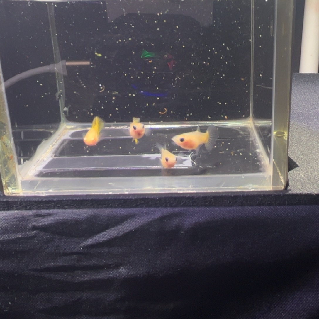孔雀鱼孔雀鱼孔雀鱼
