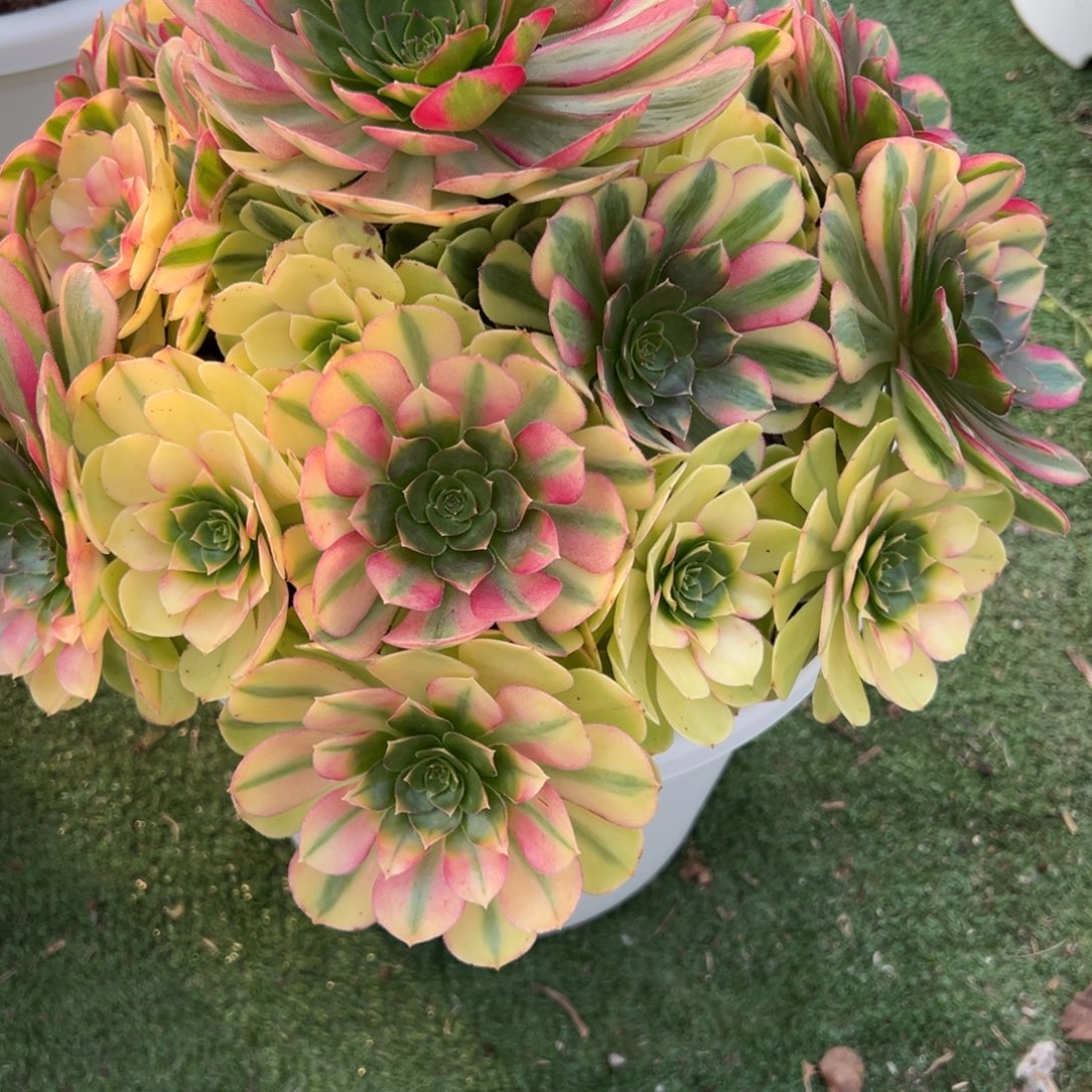 371，轮回多肉植物法师