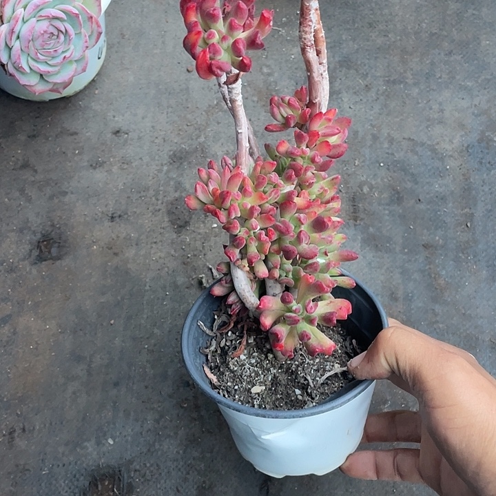 菲***火玲珑多肉带盆发货