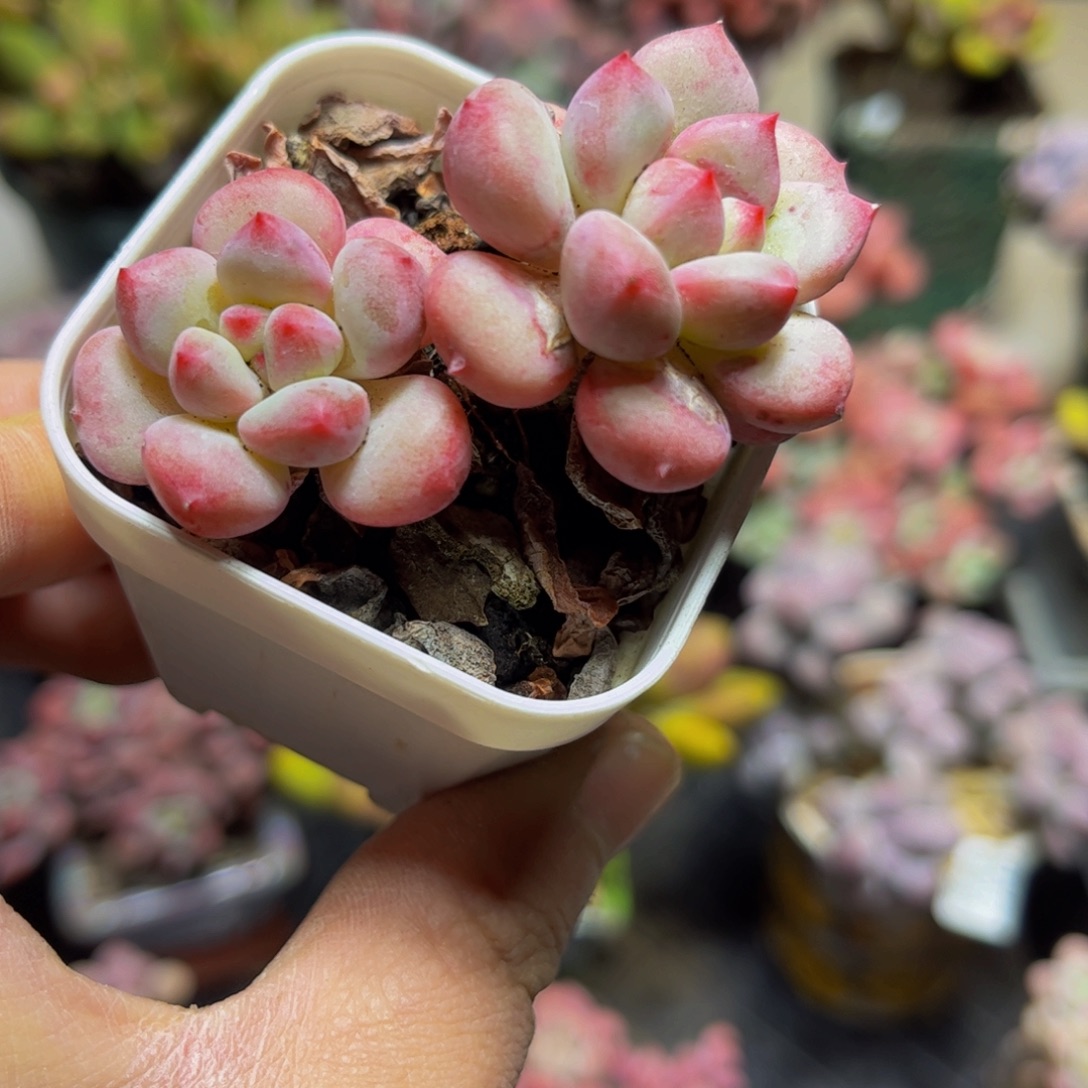 248丽芙美人6厘米多肉