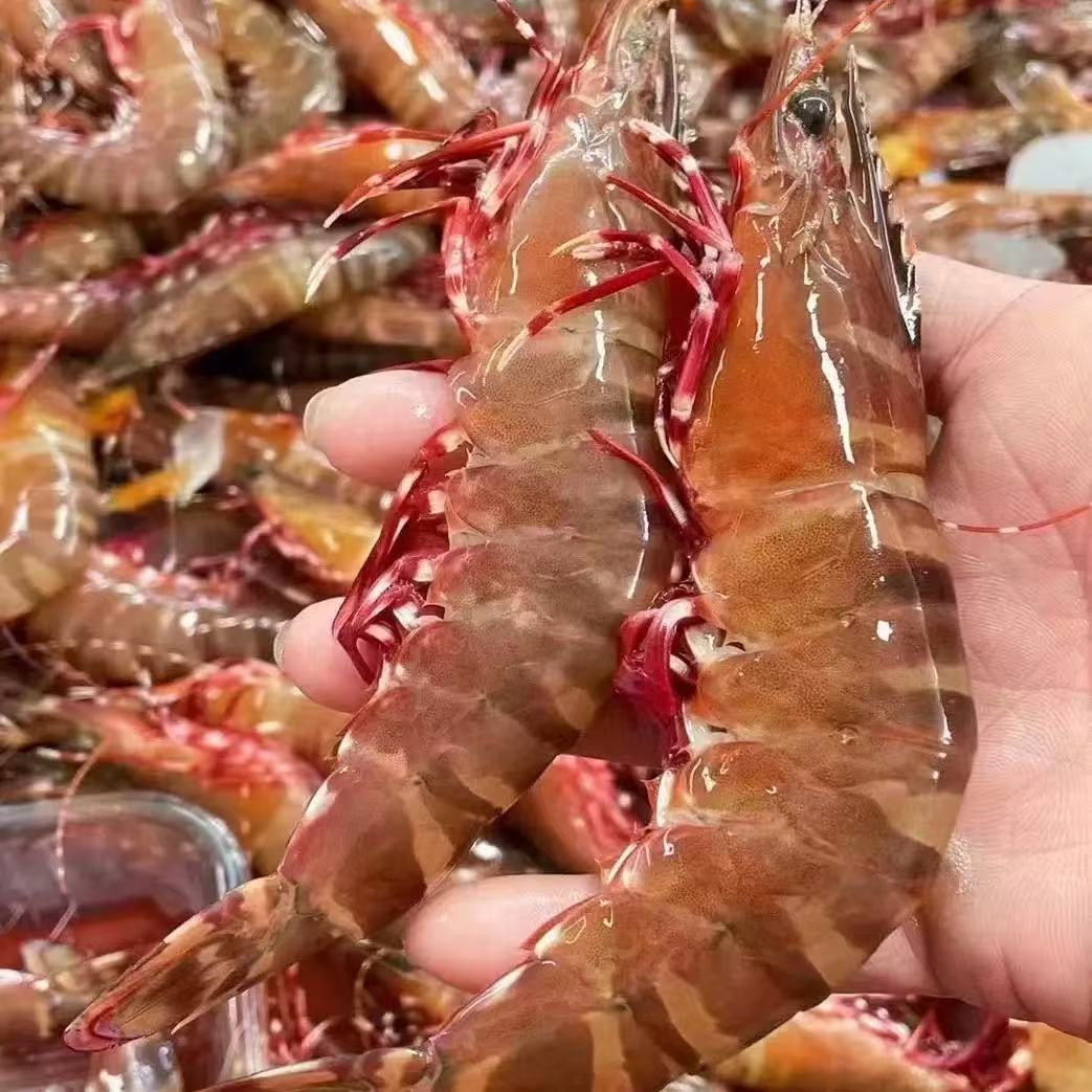 Z青岛纯野生巨大号红爪虾，丰虾花虎虾一斤6-8只净重两斤礼盒装