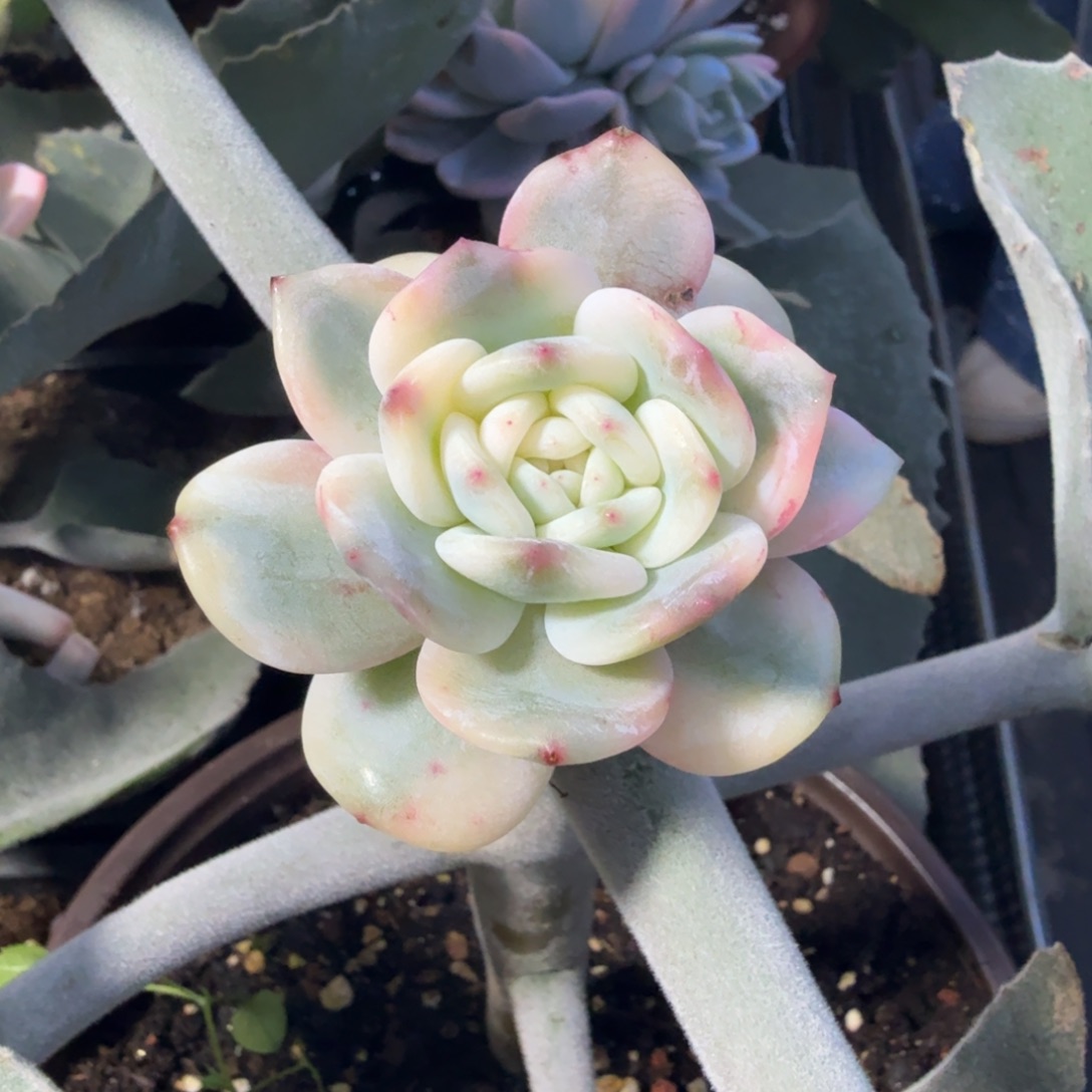 星颖锦，多肉锦多肉