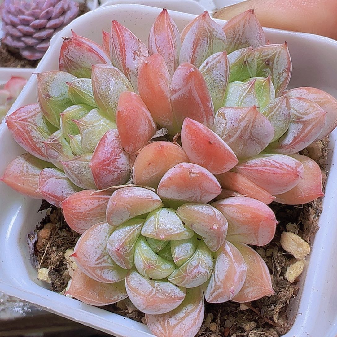 百搭翡翠群19包邮有d哦肉