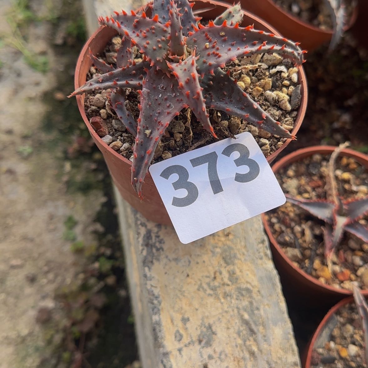 【闪购商品】F****）块根植物