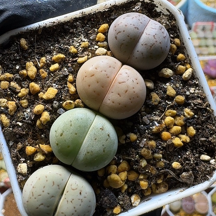 生石花1111222。   158