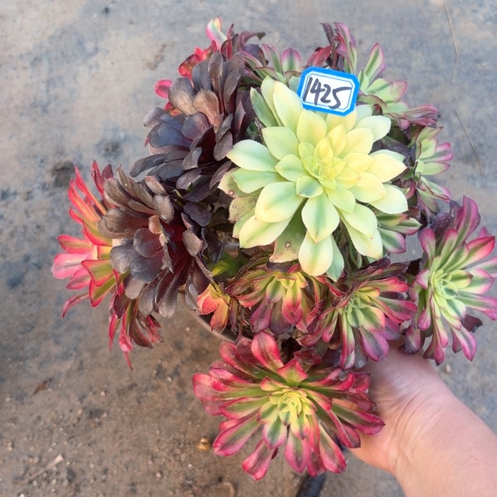 变异铜雀台1425法师多肉