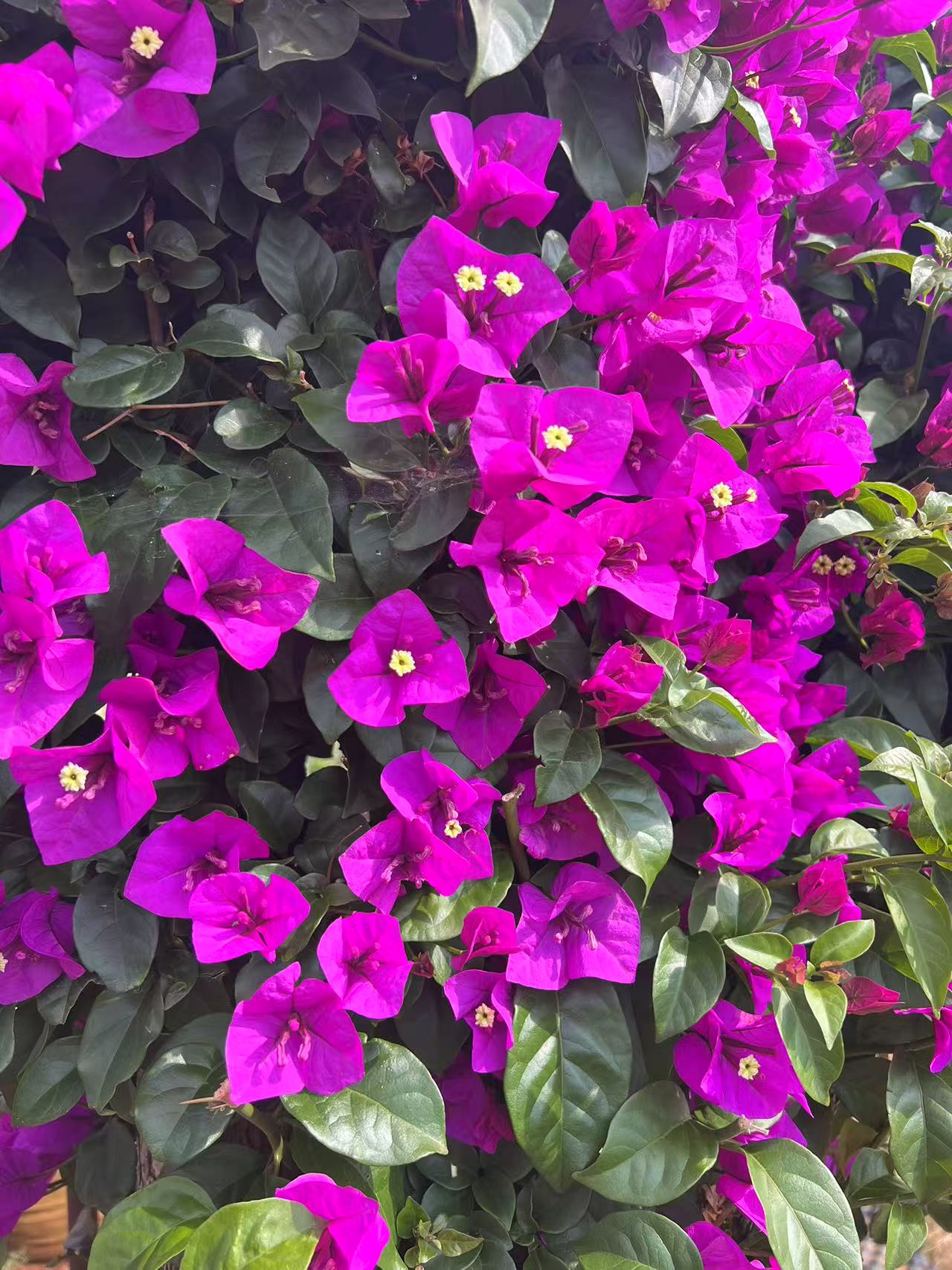 【一物一拍】珍稀紫三角梅老桩，阳台优选绿植，强适应易成活