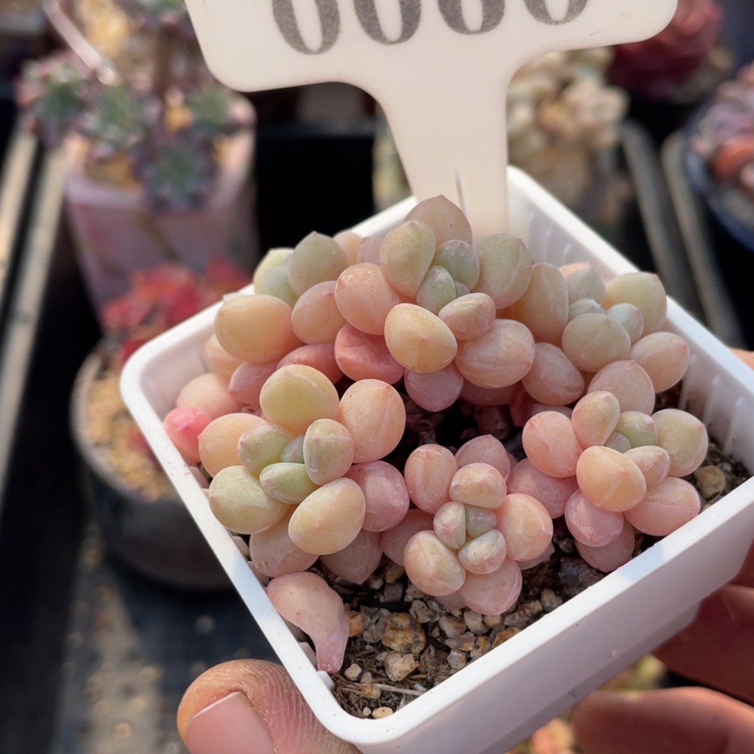 0060泡泡糖不带盆7厘米