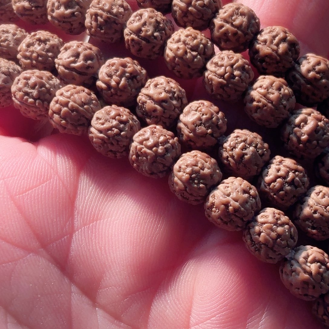 @***雪印度尼西亚葛地利纯血一代龙7长串