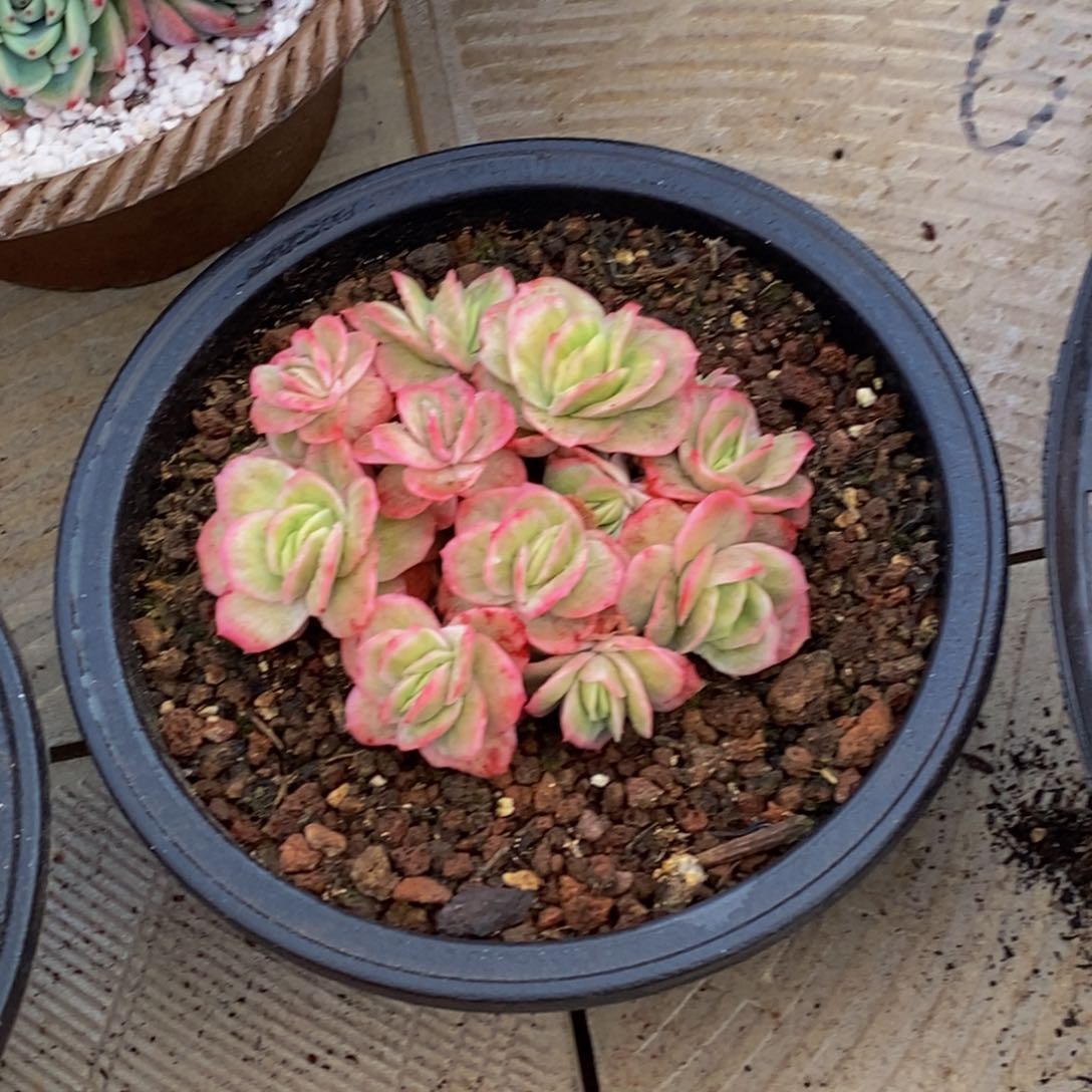 春****@58包邮一物一拍多肉植物