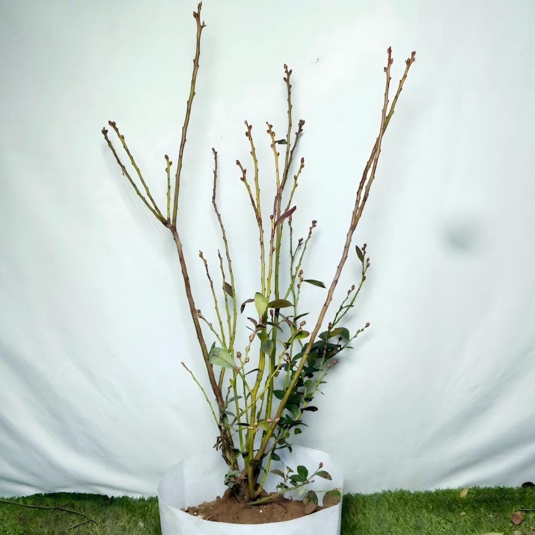 蓝莓果树苗  一物一拍   带花苞发货 福利款 养死不补不退