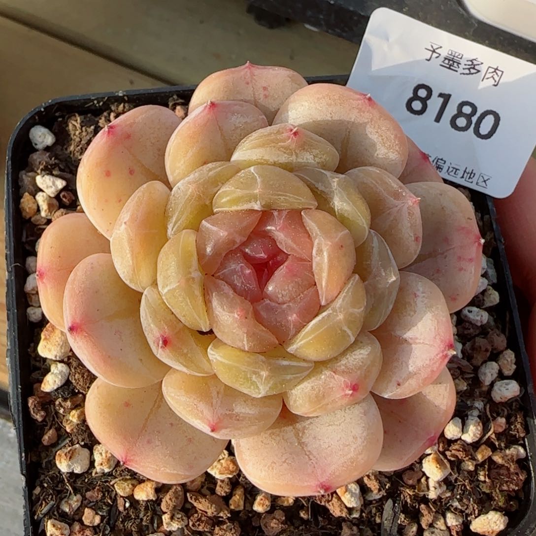 粉心白恋，8180多肉植物