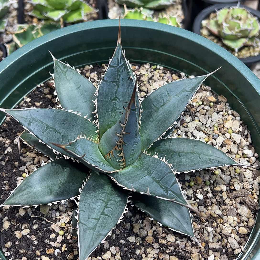 ^*天蓝帝释天龙舌兰植物