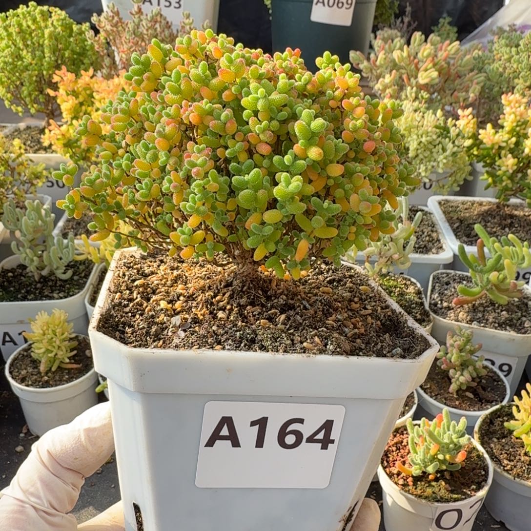 A164蜜橘糖球一物一拍