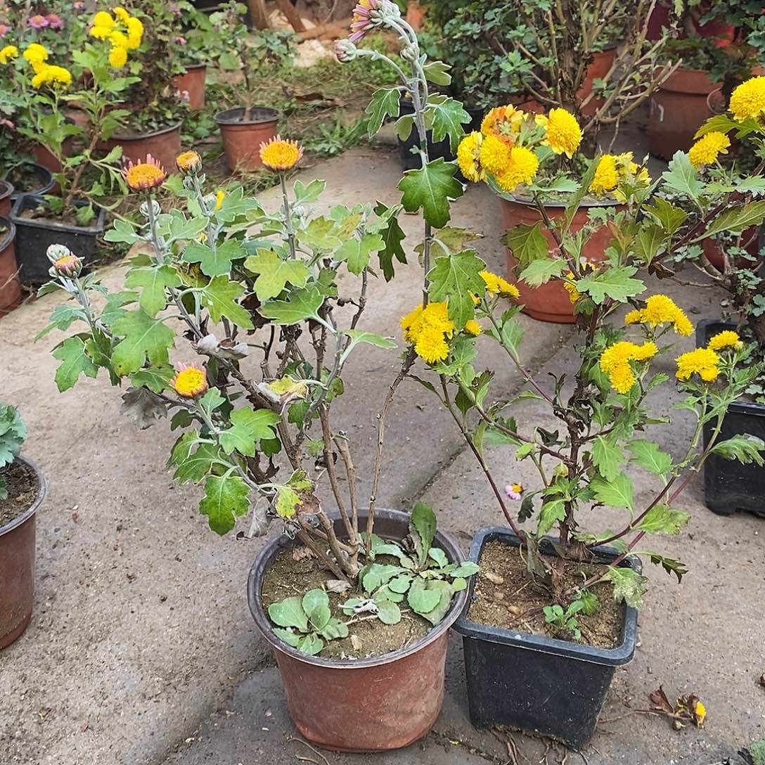 天***天完全开放菊花菊花