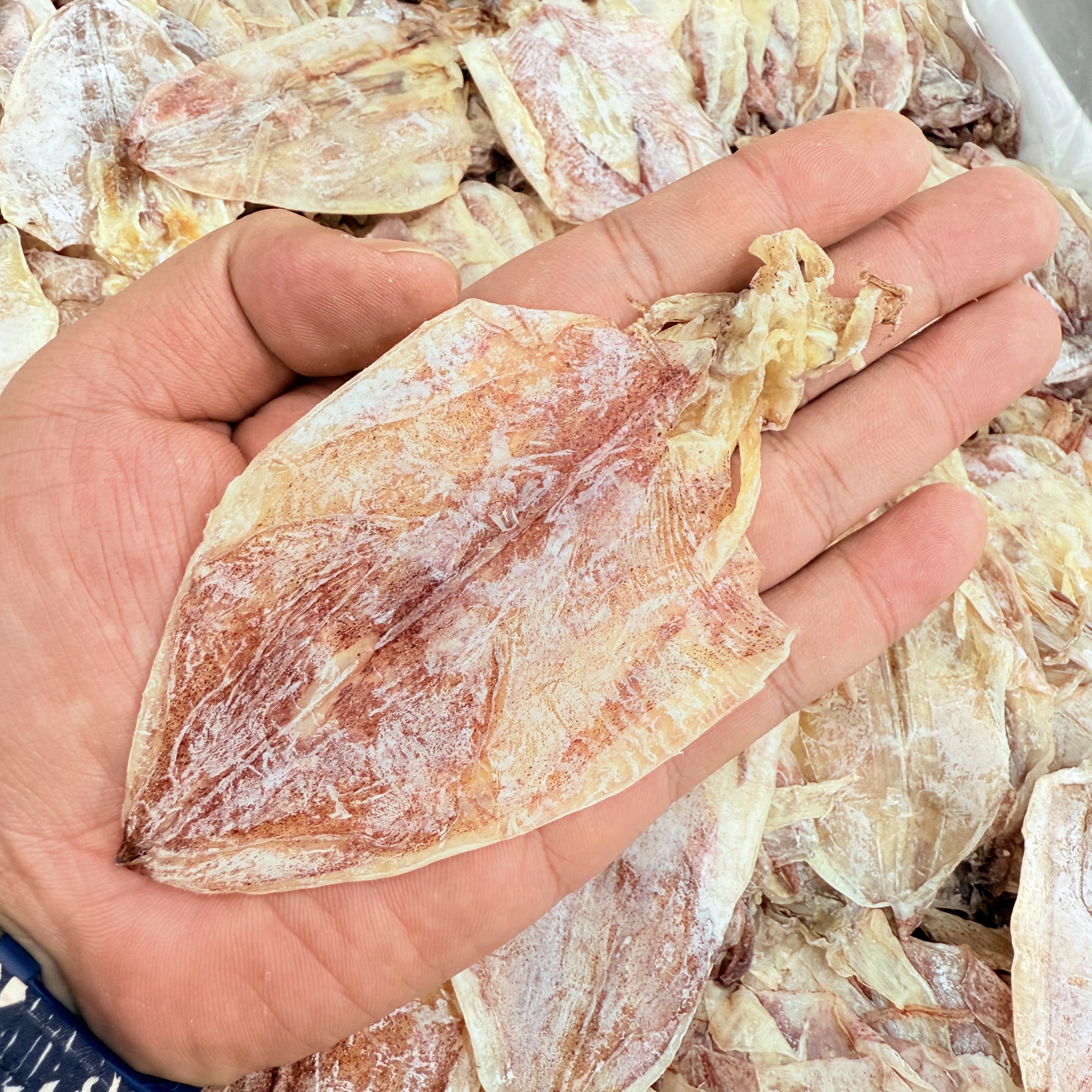 【马鲛仔海产明仔】新晒A5鱿鱼干 淡晒 20条装 顺丰包邮 茂名博贺港