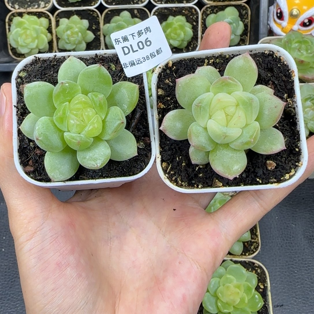 06东篱下多肉植物哈哈哈哈哈