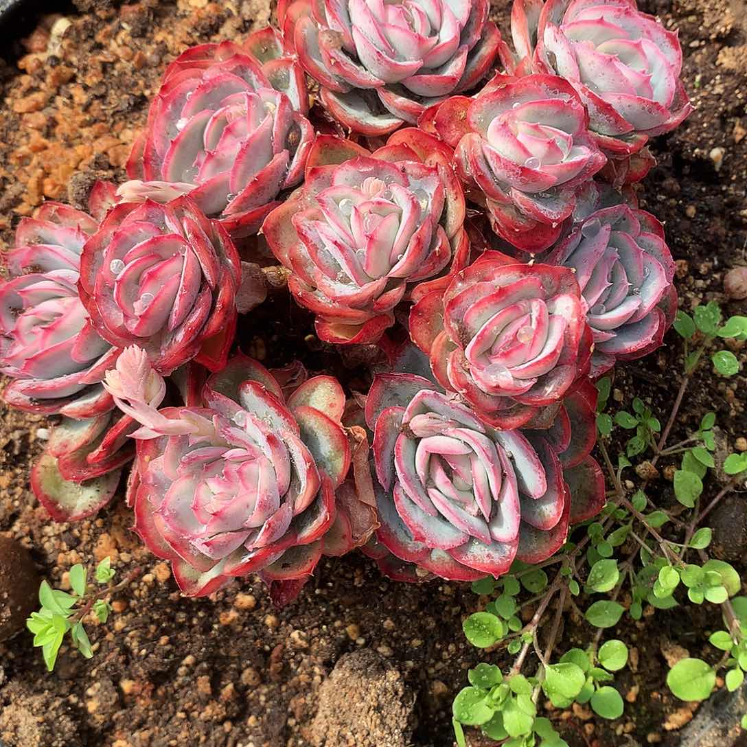 阳光玫瑰16厘米一物一拍