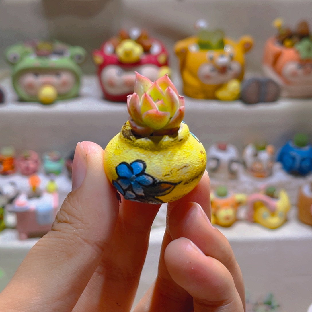 050高端多肉带盆多肉手工盆