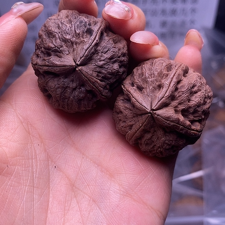 核桃云南野生铁核桃69号35mm