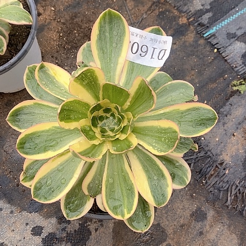 1603燕姿锦多肉法师