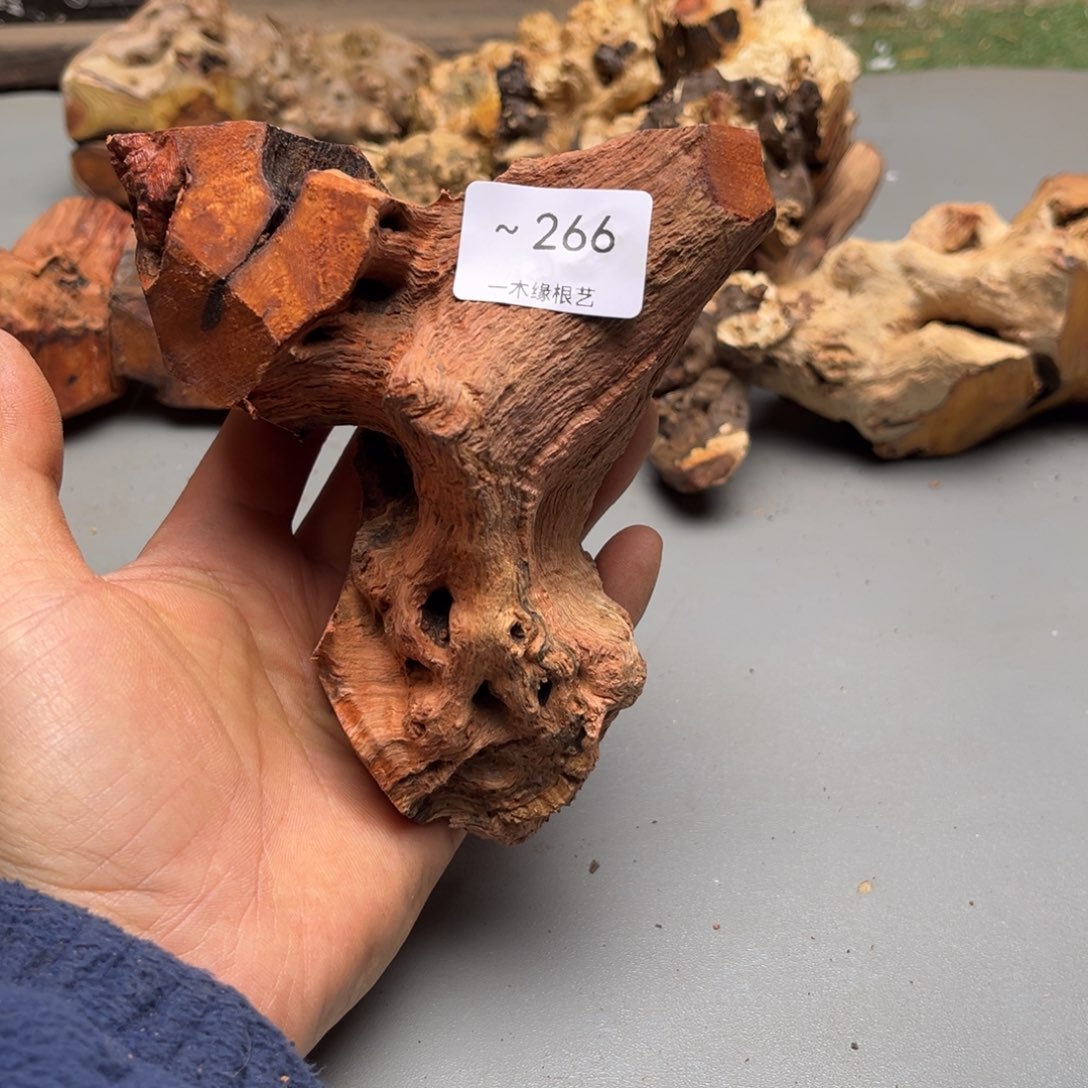 蒲***铺无花朵000000000000266