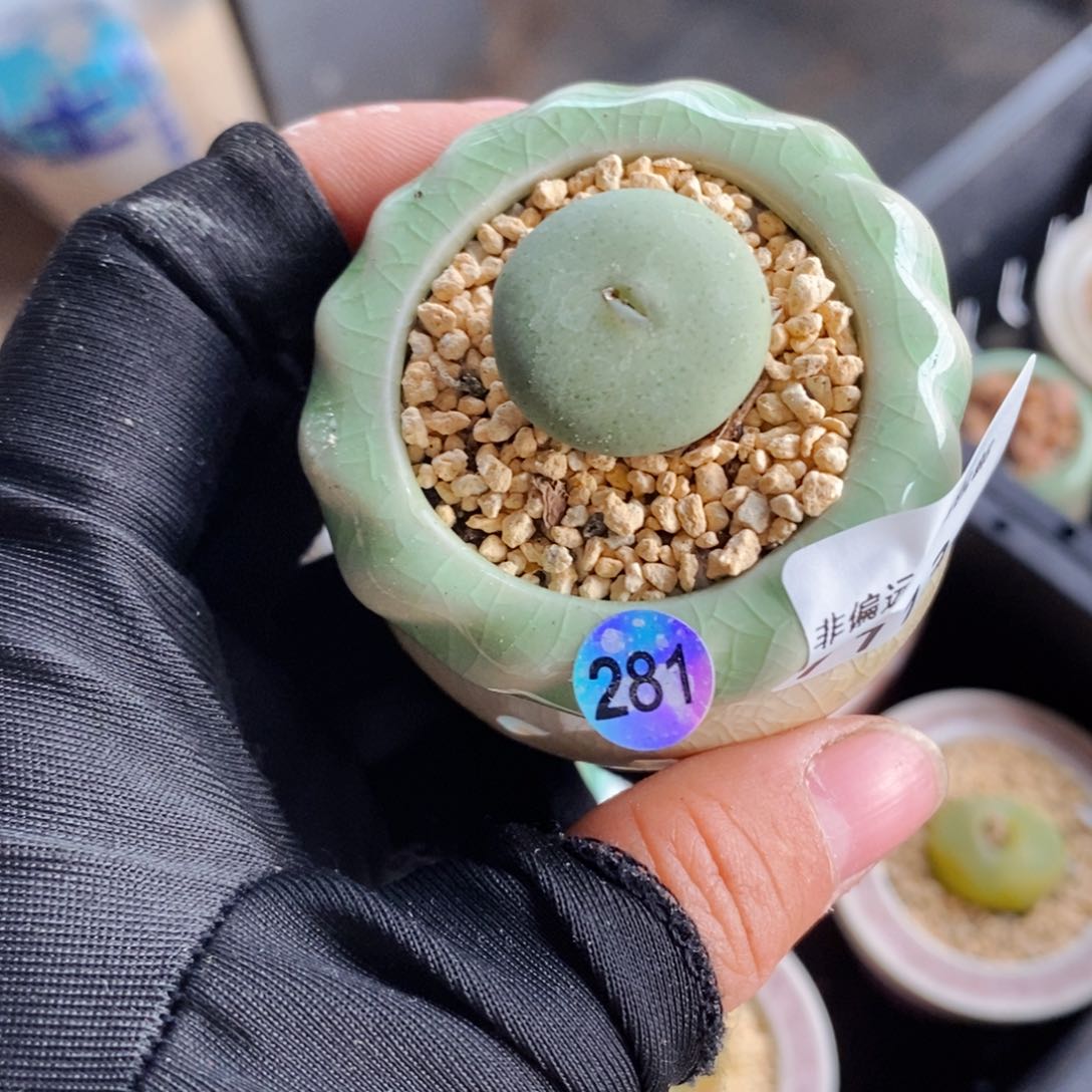 7113--一物一拍 带盆 紫花大饼