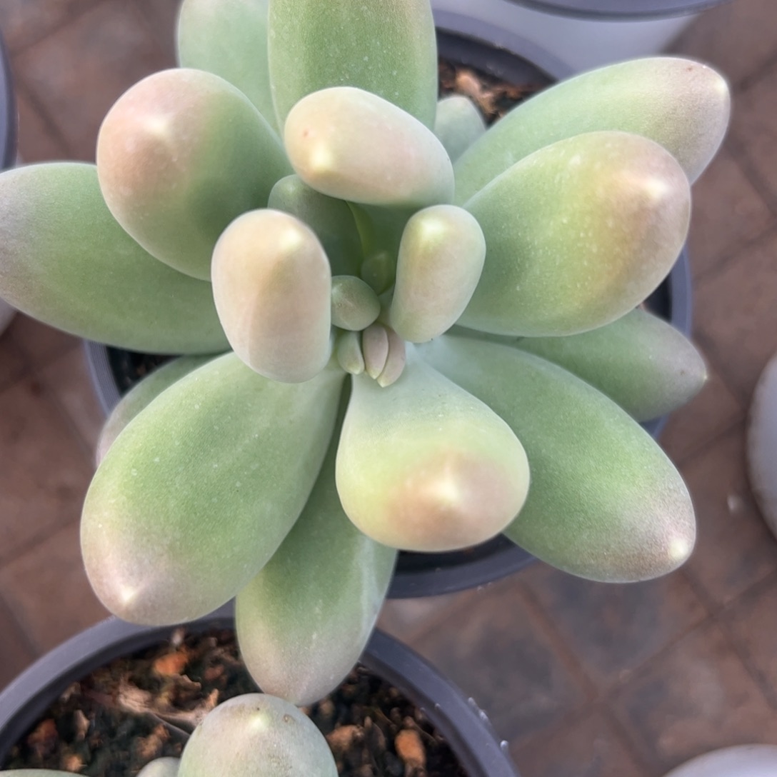 多肉植物多肉植物