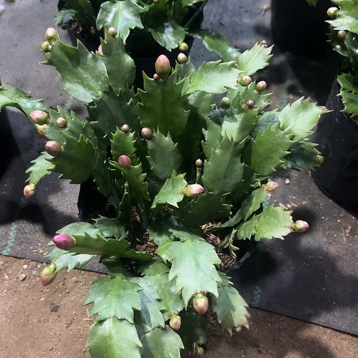 采***娘当前无花栽培后可以开花