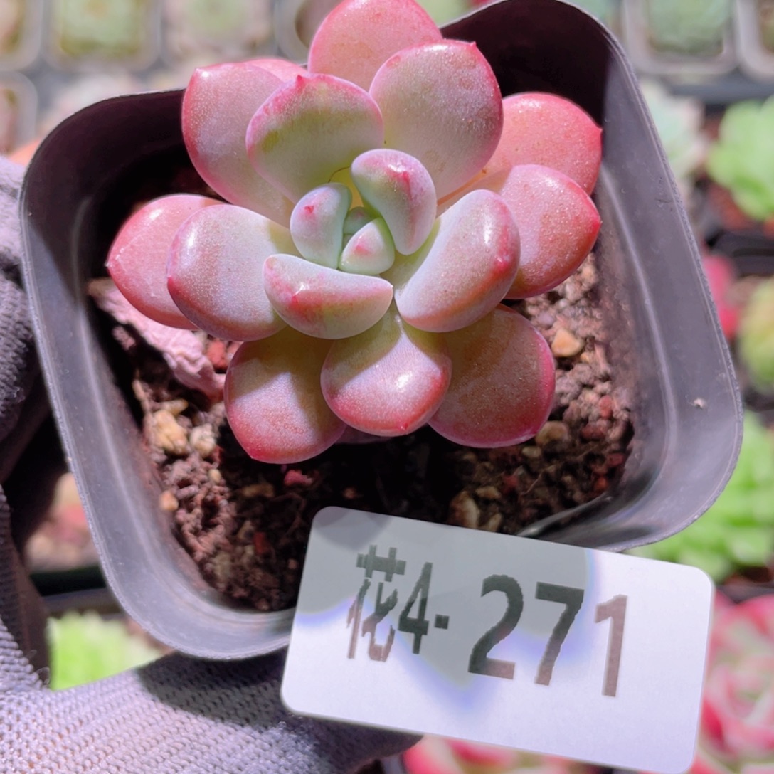 花利美4-271白鹭 