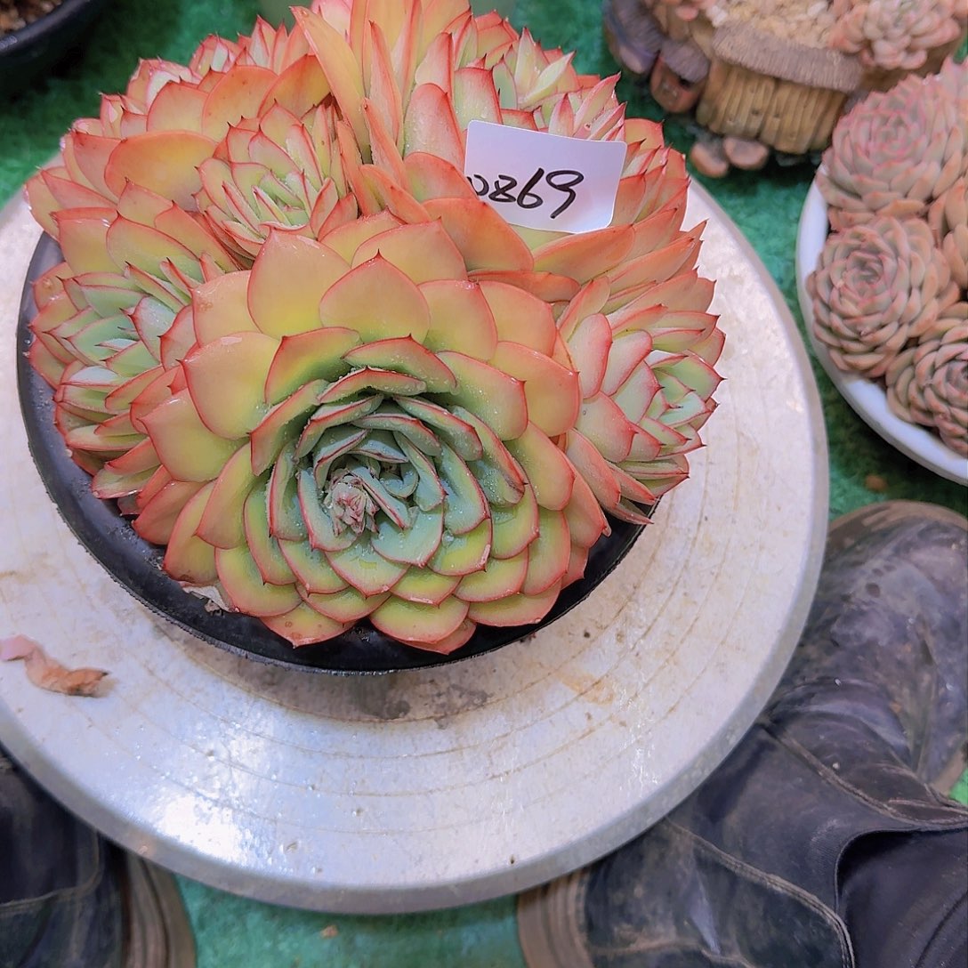 y***光0869牡丹亭多肉植物