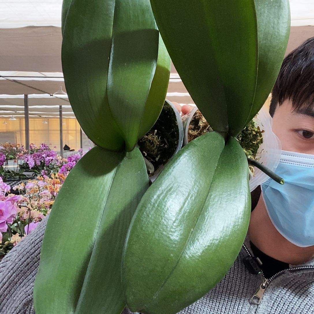 完全开放白粉色两颗花后苗3.5