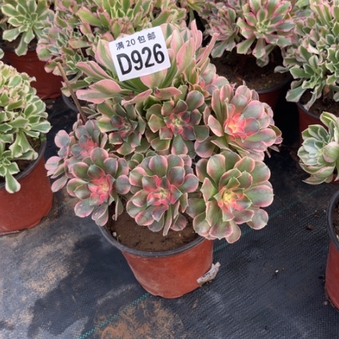 926香妃不包断枝