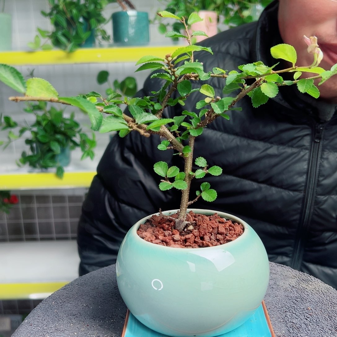 浅***笑无花朵56                  