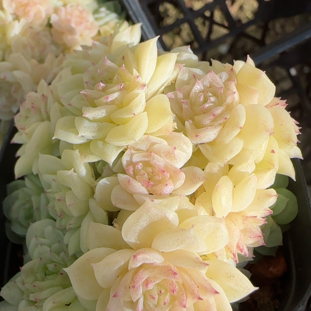 花语逸镜0130-671散