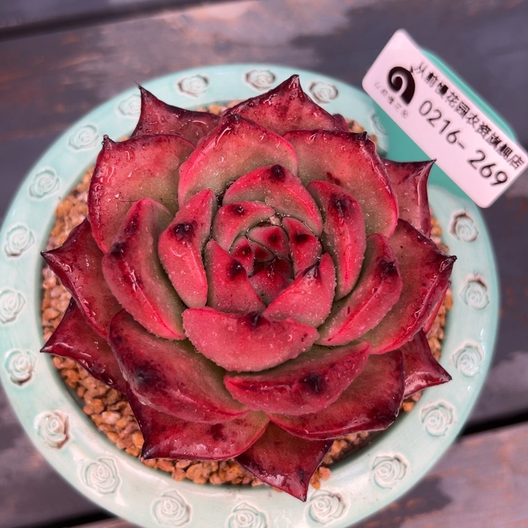 多肉一物一拍0216-269