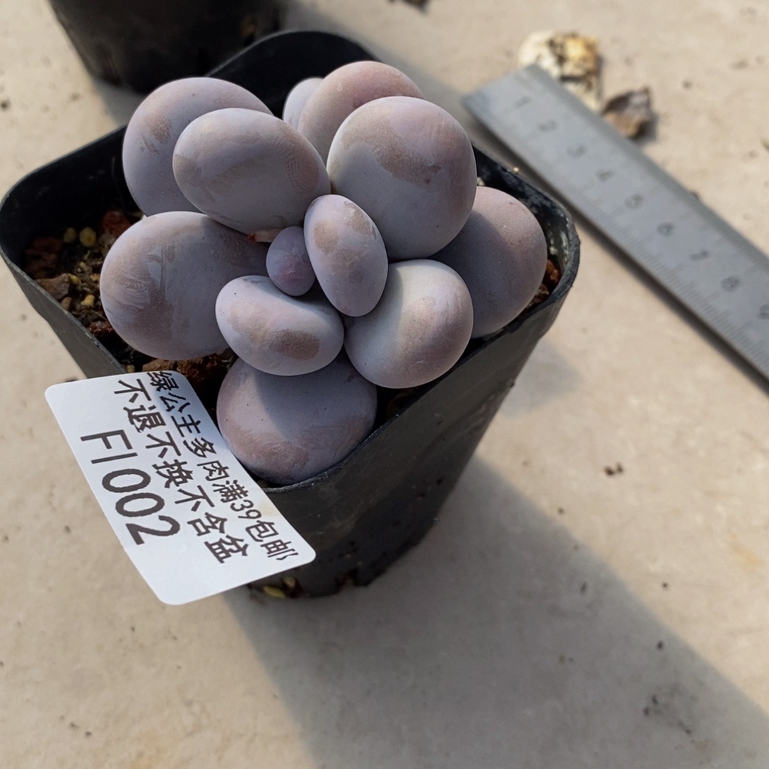 芭比奶酪002/5c m