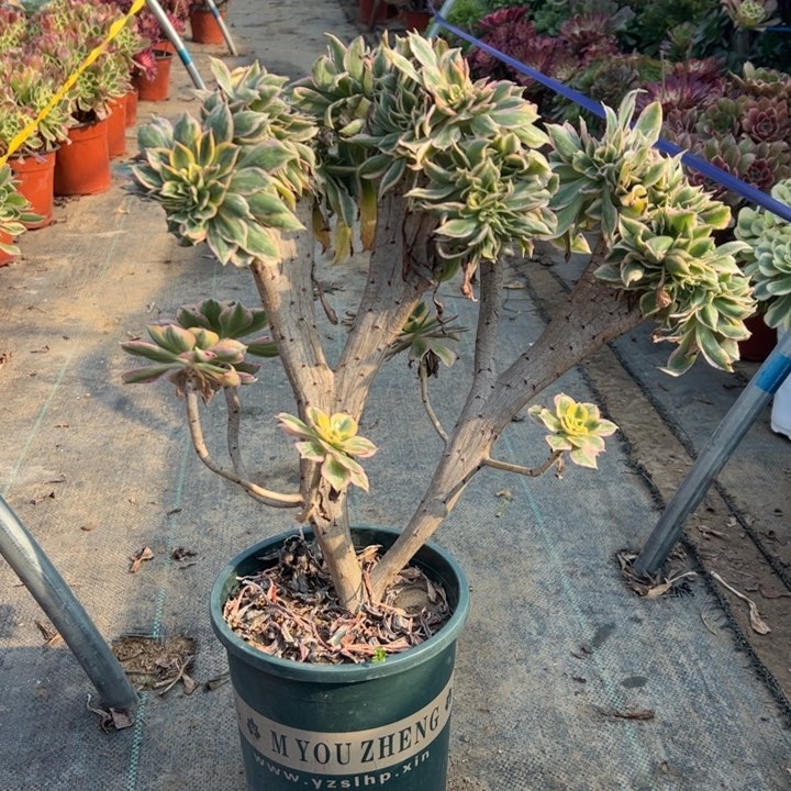 47灿烂缀多肉多肉多肉多肉